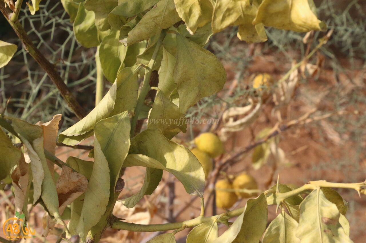 trees on tasoo (17).jpg